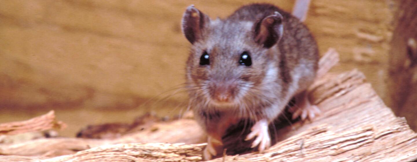 Primer plano de un ratón de campo (Peromyscus maniculatus) sobre un trozo de madera.