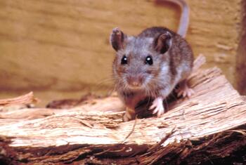 Primer plano de un ratón de campo (Peromyscus maniculatus) sobre un trozo de madera.