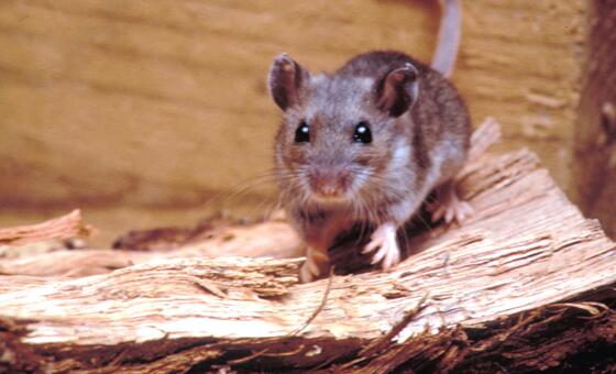 Hantavirus: qué es, cómo se transmite y por qué preocupa a las autoridades sanitarias