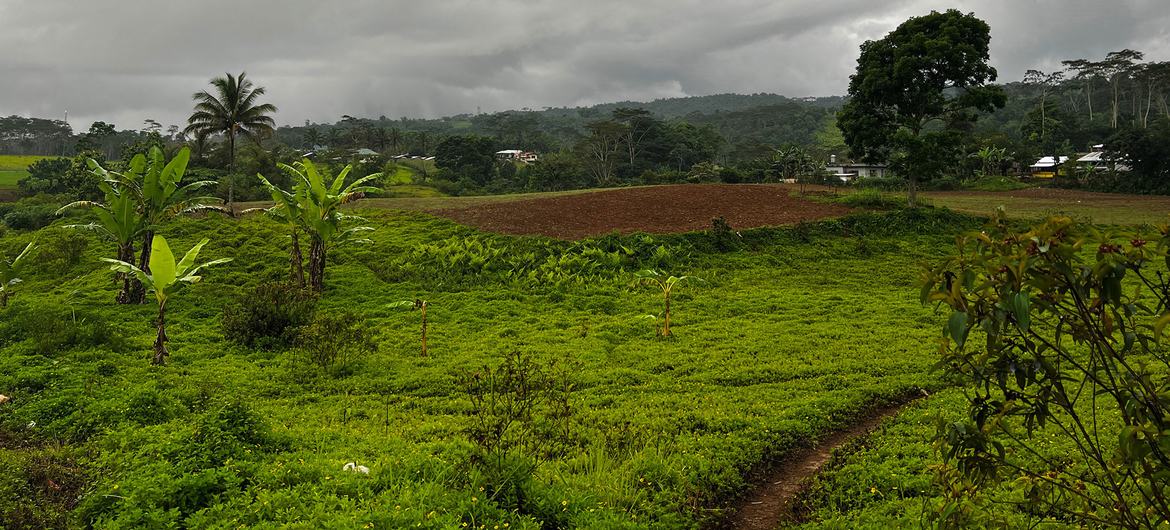 A agricultura continua a ser a principal atividade económica da cidade de Piagapo.