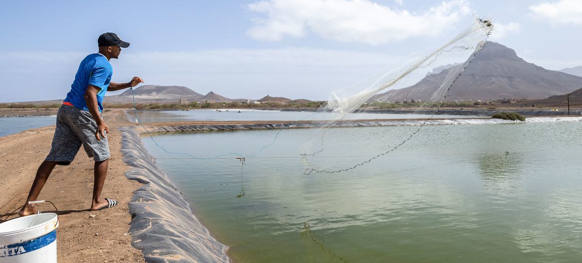 La piscifactoría de camarones Fazenda de Camarão, en Calhau (Cabo Verde), se ajusta a los objetivos de fomento de la agricultura y la pesca sostenibles.