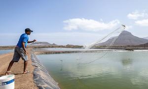 La piscifactoría de camarones Fazenda de Camarão, en Calhau (Cabo Verde), se ajusta a los objetivos de fomento de la agricultura y la pesca sostenibles.