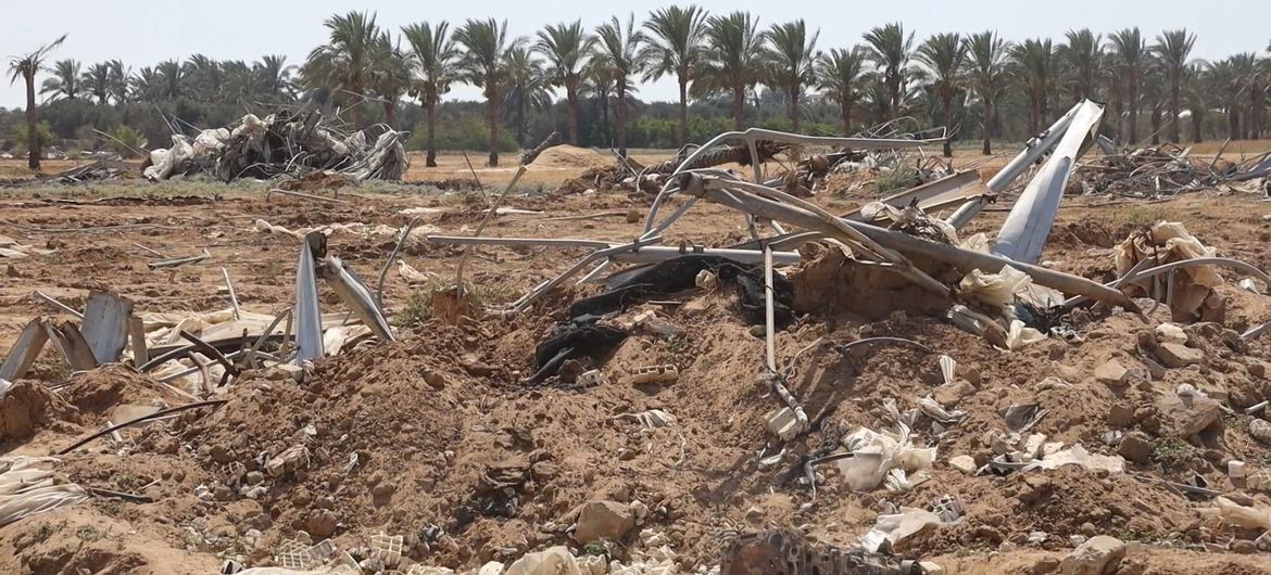 Most of the agricultural land in the Gaza Strip has been destroyed by the conflict.