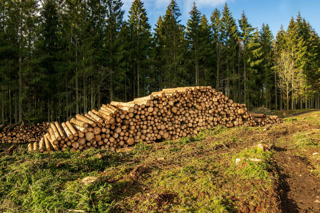 يتم قطع أشجار الغابات للحصول على الأخشاب.