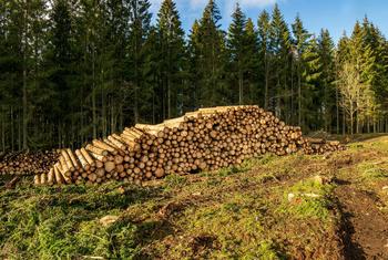 يتم قطع أشجار الغابات للحصول على الأخشاب.