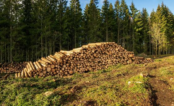 Brasil lança fundo que coloca preservação das florestas no centro da pauta climática