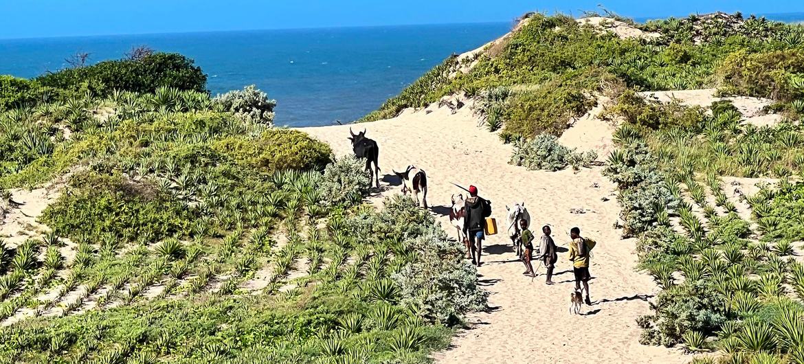 Les communautés du sud de Madagascar plantent du sisal pour protéger les terres de l'érosion et de la dégradation.