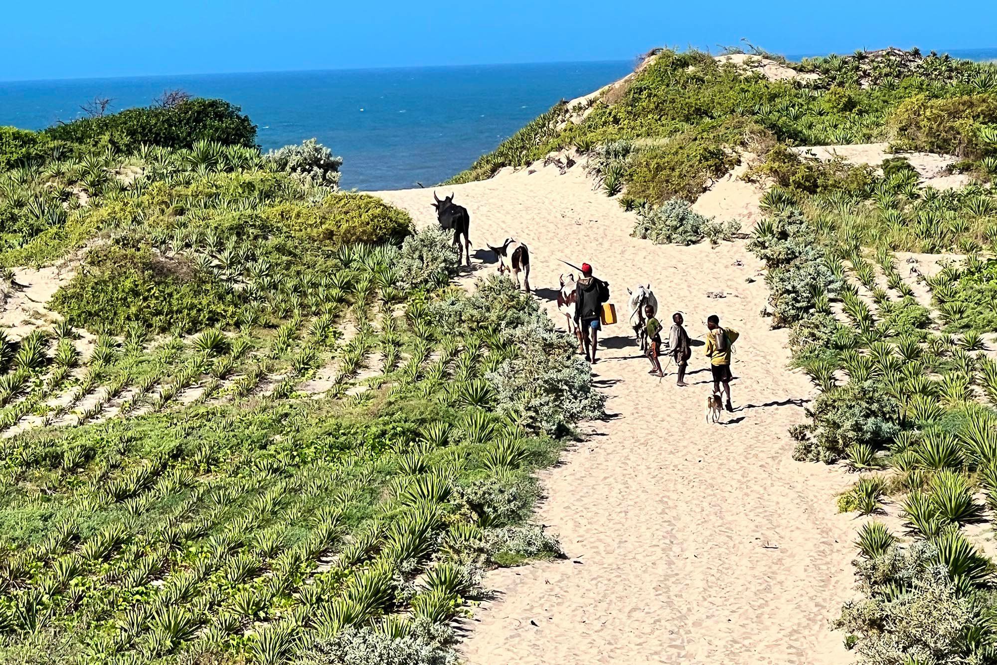 Les communautés du sud de Madagascar plantent du sisal pour protéger les terres de l'érosion et de la dégradation.