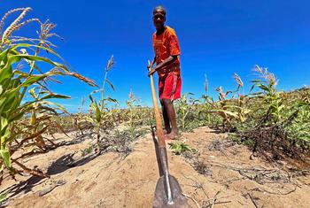 Accessing water to grow crops is a constant concern for many farmers in southern Madagascar.
