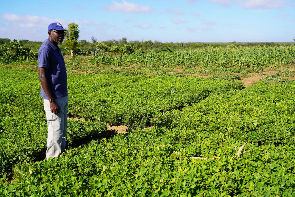 Le Coordonnateur résident des Nations Unies, Issa Sanogo, visite un champ à Amboasary Madagascar, où les arachides prospèrent grâce aux nouvelles mesures d'irrigation.