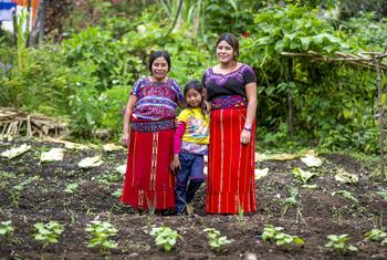 Los agricultores de la comunidad indígena maya de Guatemala reciben ayuda en metálico para prepararse ante las previsiones meteorológicas extremas.