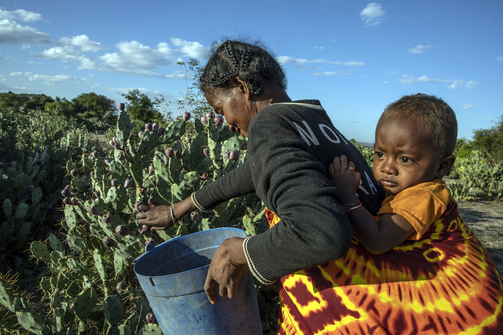 Une femme cueille des figues de barbarie à Madagascar, un aliment essentiel pour survivre aux sécheresses.