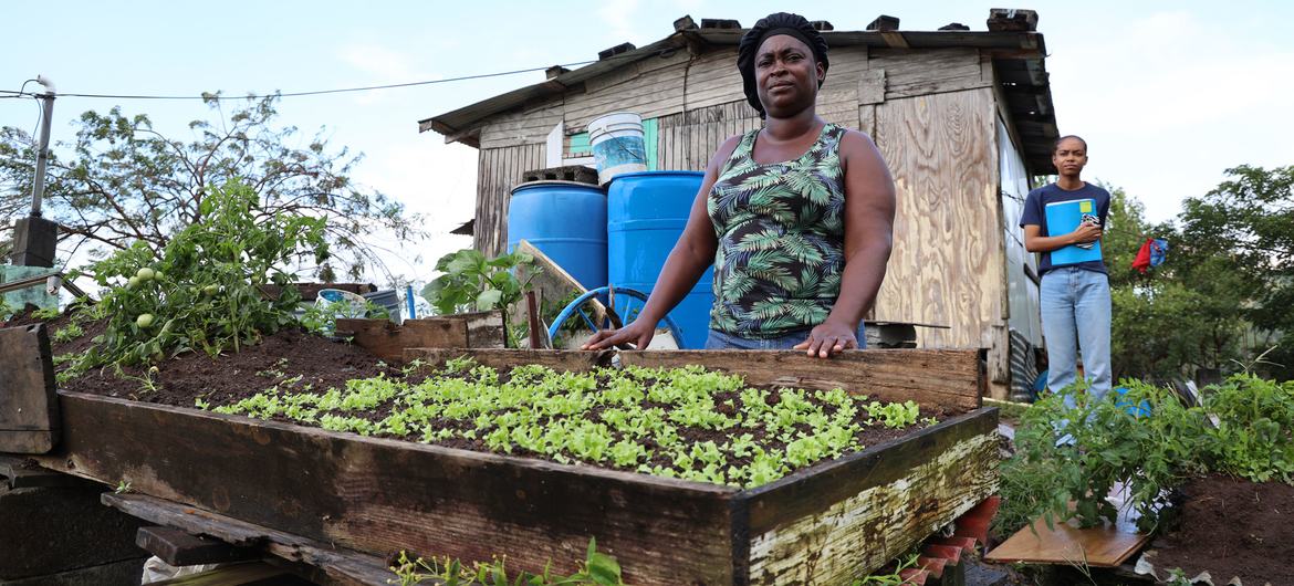 सेंट विन्सेंट एंड द ग्रेनेडीन्स में स्थानीय किसान, विश्व खाद्य कार्यक्रम समर्थित एक सरकारी परियोजना के ज़रिये अपने घरों में सब्ज़ियाँ उगा रहे हैं.
