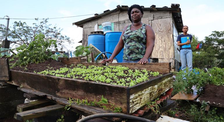 En San Vicente y las Granadinas, Viola Samuel puede cultivar hortalizas en el patio de su casa gracias a un programa de formación del Gobierno apoyado por el PMA.