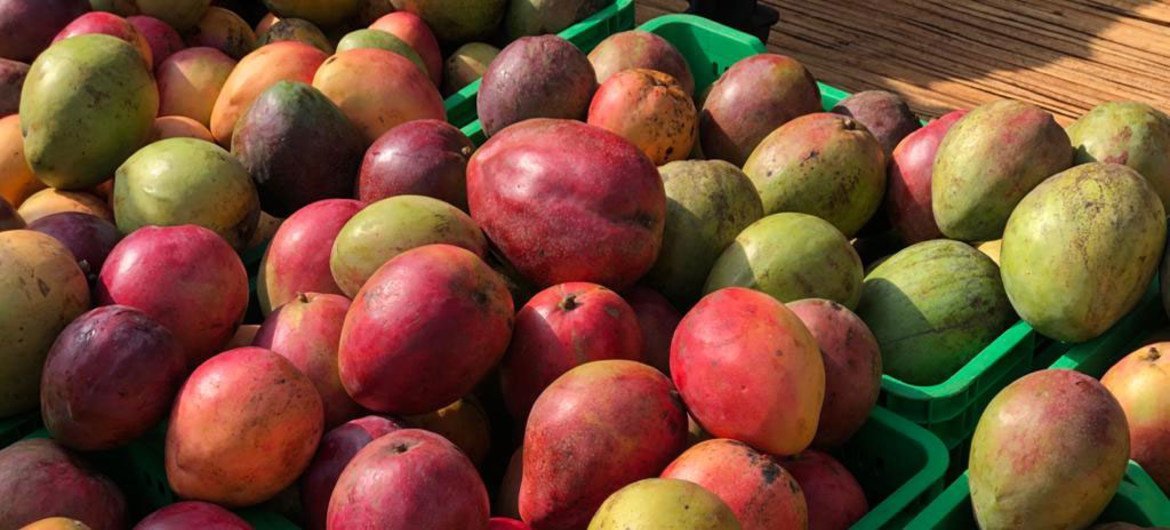 Fresh fruit, such as mangoes, are sourced from local farmers in Uganda.