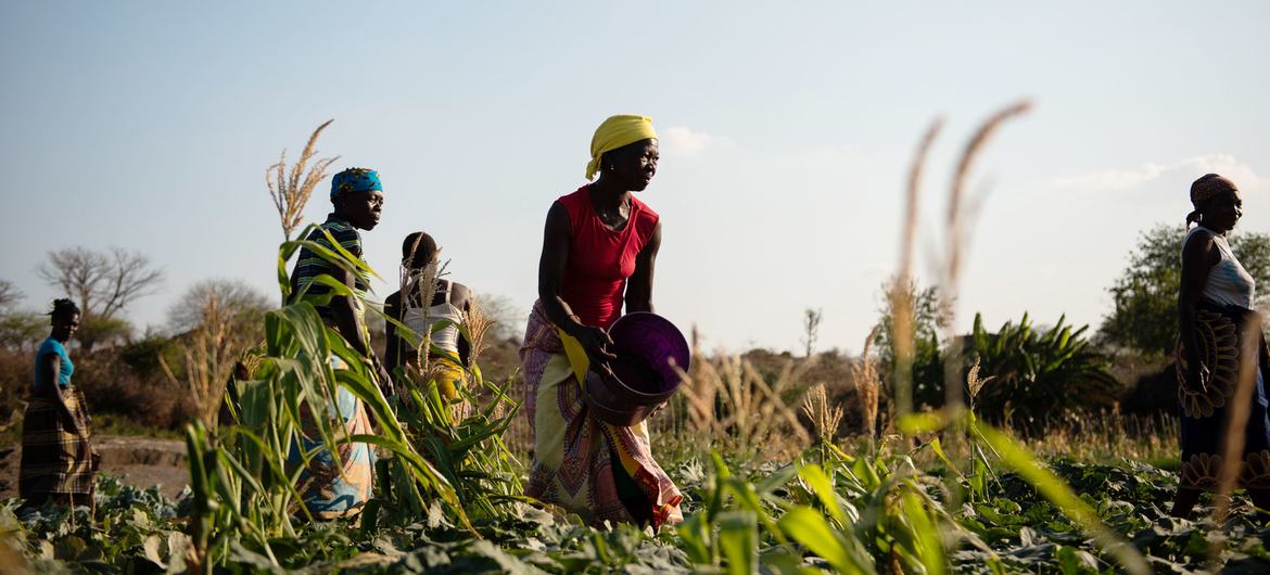 Miembros de la comunidad trabajando juntos en sus campos en el pueblo de Inhaminga, provincia de Sofala.