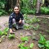 Une agricultrice récolte du gingembre noir, connu pour ses propriétés médicinales, au Cambodge.