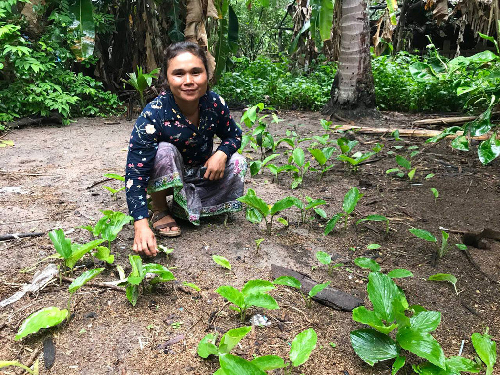 一位农民正在收割以药用价值而闻名的黑姜，黑姜是柬埔寨金边的特有植物。
