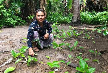 कम्बोडिया में एक महिला किसान, काले अदरक की फ़सल उगाते हुए. काला अदरक, अपने चिकित्सीय गुणों के लिये मशहूर है.