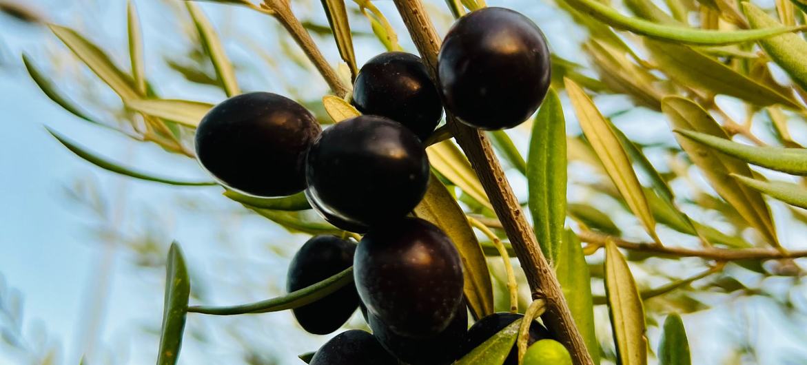 Cultivo tradicional de oliveiras em Türkiye
