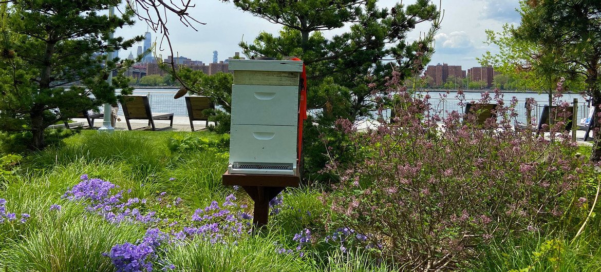 Une ruche à Domino Park à Brooklyn, New York City.
