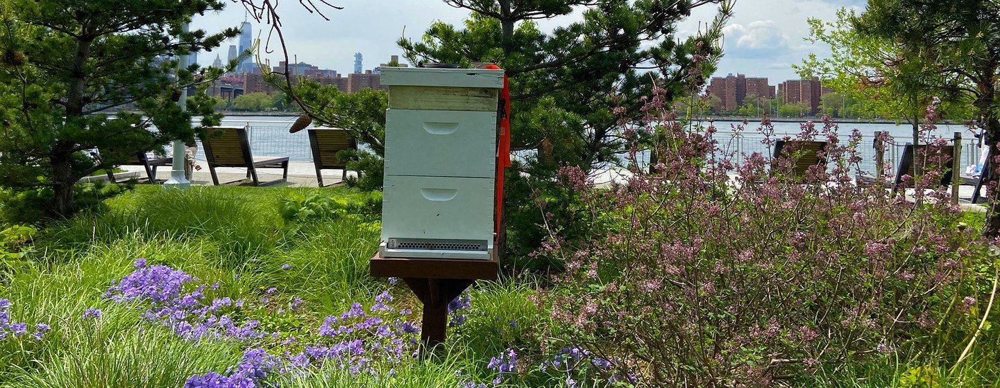 A beehive in Domino Park in Brooklyn, New York City.