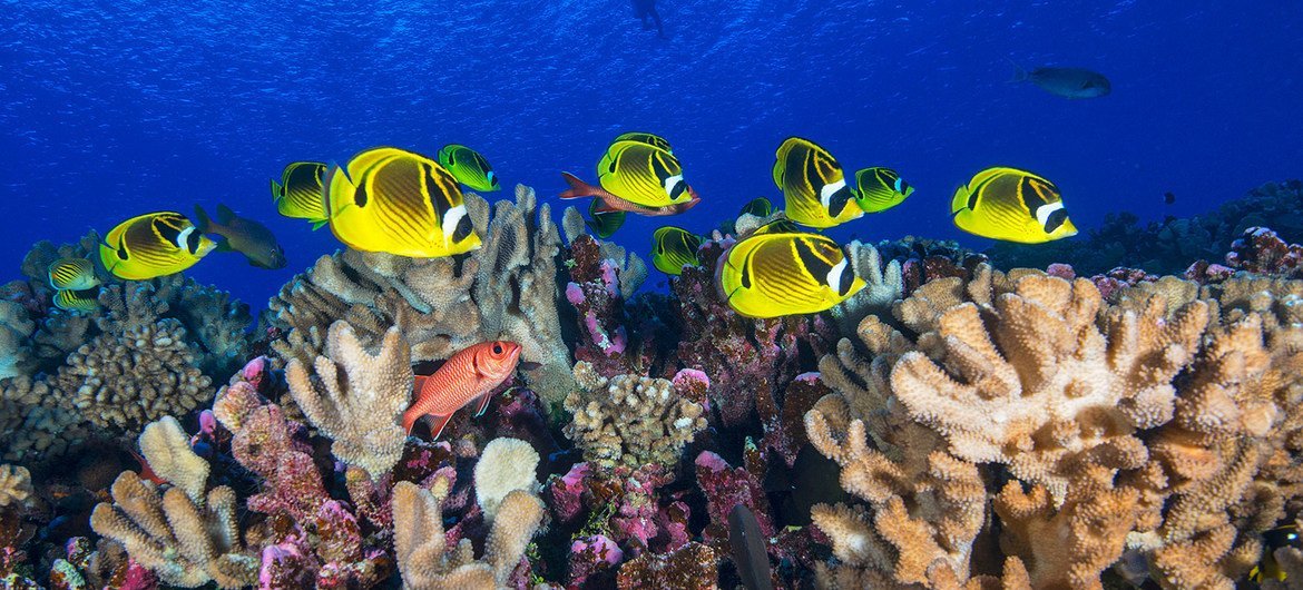 Coral reef fish swim in French Polynesia in the Pacific Ocean.