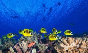 Coral reef fish swim in French Polynesia in the Pacific Ocean.