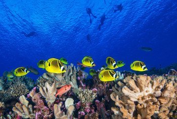 在位于太平洋的法属波利尼西亚海域，珊瑚礁鱼在自由地穿梭。