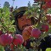 A farmer harvests apples in Afghanistan.