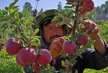 A farmer harvests apples in Afghanistan.