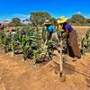 Campesinas del sur de Madagascar trabajan su campo de maíz de regadío.