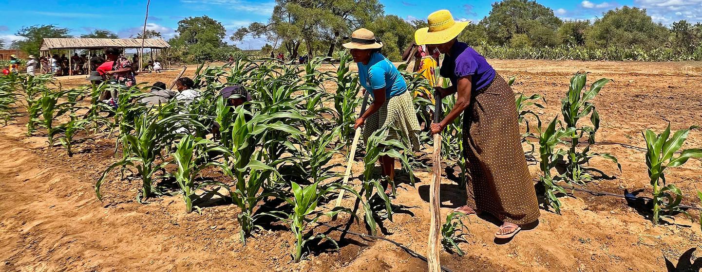 Women farmers in southern Madagascar work their irrigated field of maize.
