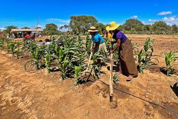 Campesinas del sur de Madagascar trabajan su campo de maíz de regadío.