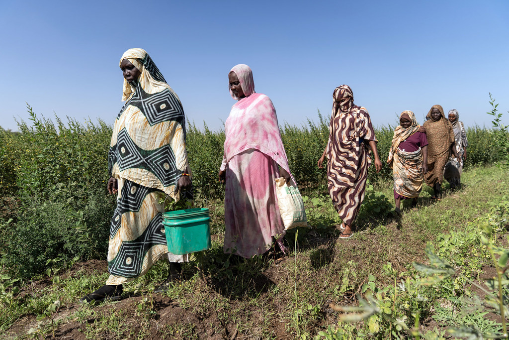 Kundi la wanawake, wakiwemo wakimbizi wa ndani na wakimbizi wa Eritrea, wakitembea katika mashamba ya bamia katika kijiji cha Um Al-Khair, Sudan.