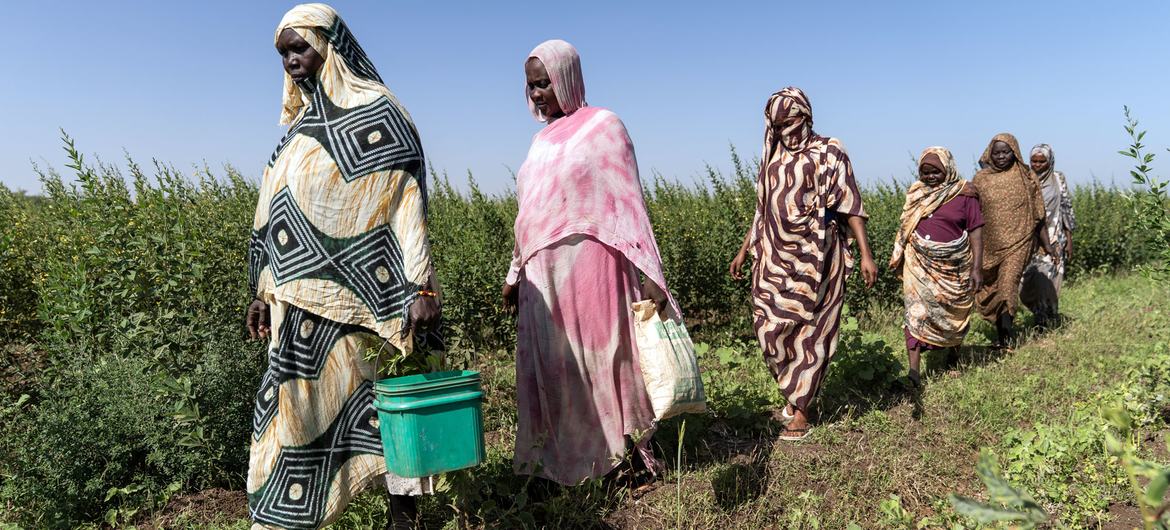 Des agricultrices de la région centre-est du Soudan
