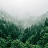 Un paysage forestier brumeux dans les montagnes du Petit Caucase, en Adjarie, en Géorgie, avec des arbres verts denses et un brouillard qui déferle dans la vallée.
