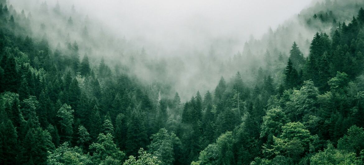 Un paisaje boscoso y neblinoso en las montañas del Cáucaso Menor de Adjaría, Georgia, con densos árboles verdes y niebla deslizándose por el valle.