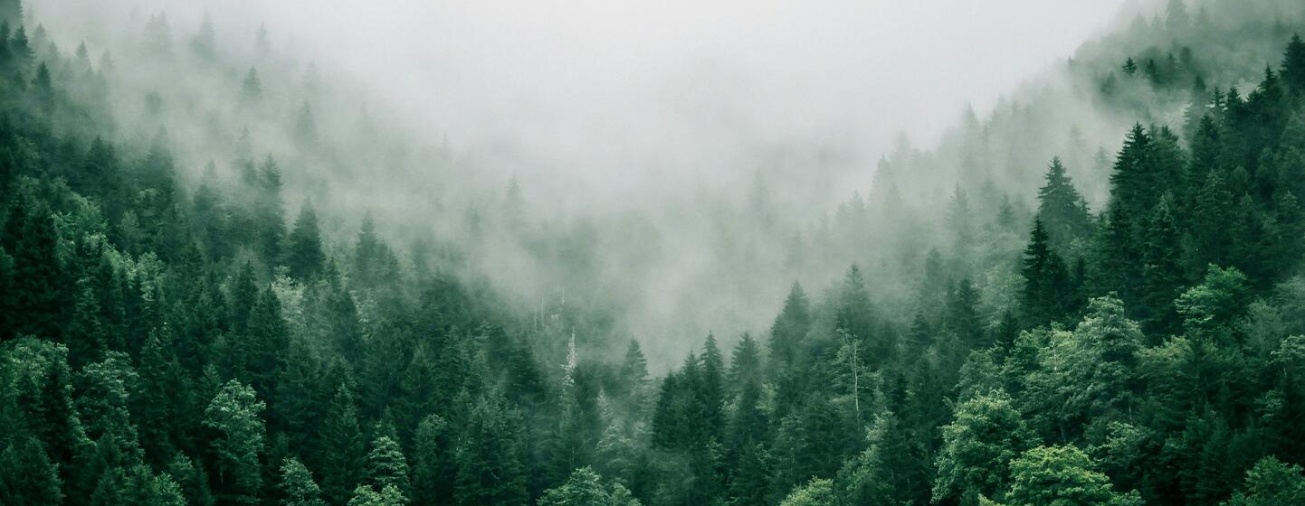 Un paysage forestier brumeux dans les montagnes du Petit Caucase, en Adjarie, en Géorgie, avec des arbres verts denses et un brouillard qui déferle dans la vallée.