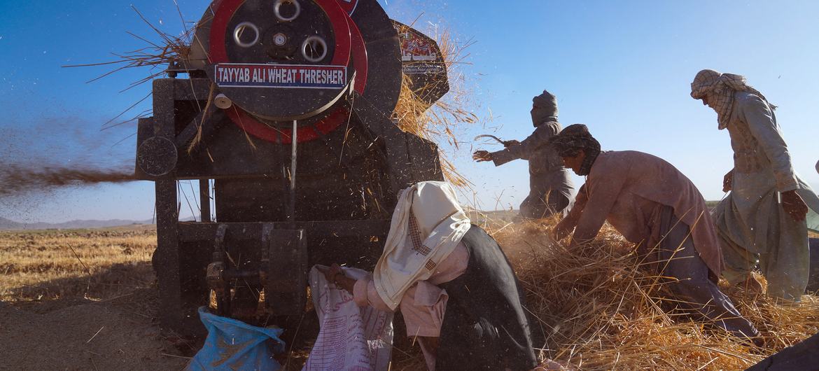 Noor Ahmad and family members operate a Tayyab Ali grain thresher in a harvested field in Kandahar province, Afghanistan, as straw flies and sacks collect the grain.