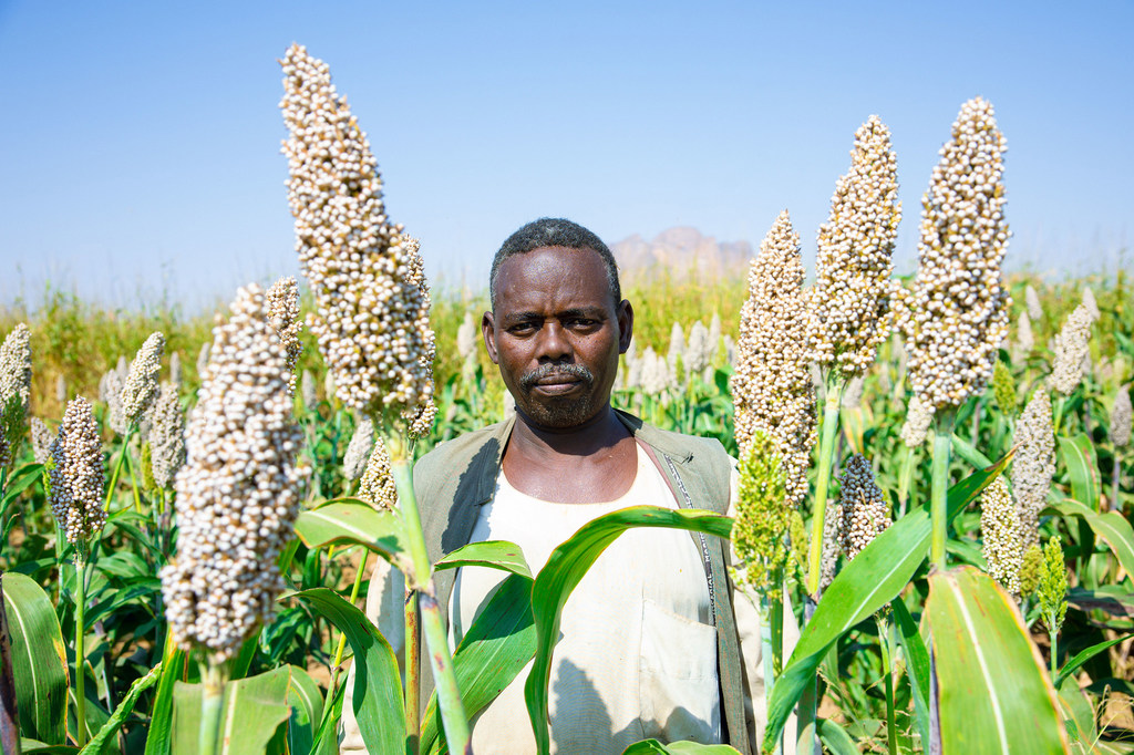 Un agriculteur de Kassala, au Soudan, dans son champ de sorgho. Plus de 90 % des pays du monde devraient connaître une baisse des rendements de leurs cultures vivrières d’ici la fin du siècle, selon les nouvelles projections de l’ONU.