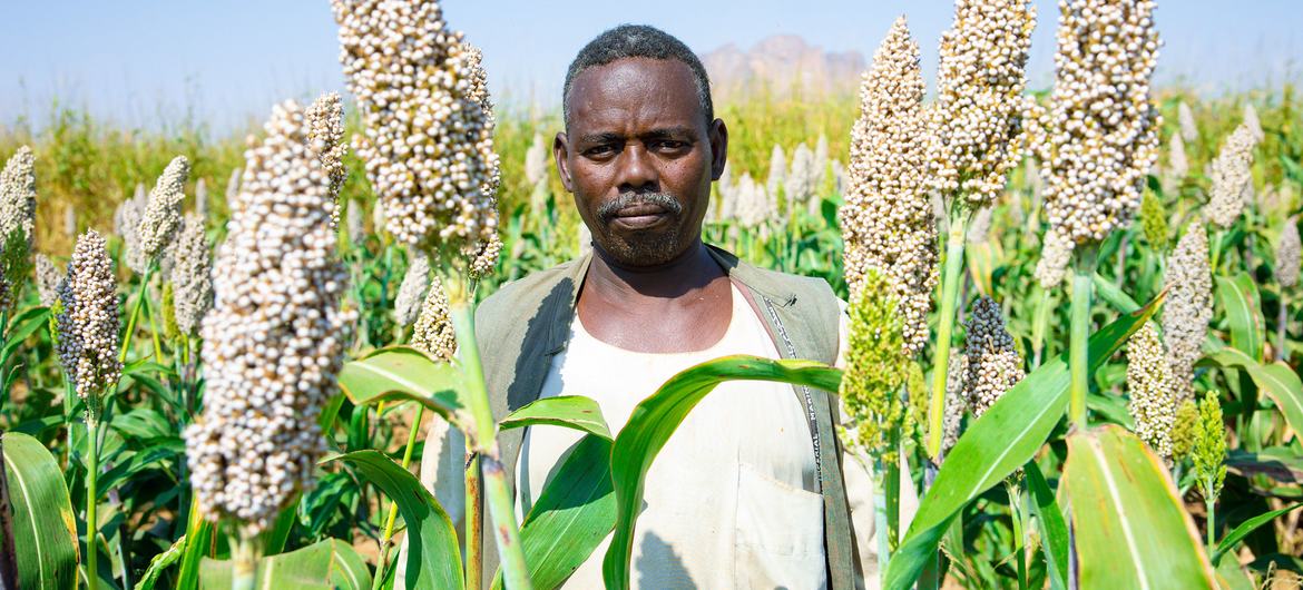 Un agriculteur de Kassala, au Soudan, dans son champ de sorgho. Plus de 90 % des pays du monde devraient connaître une baisse des rendements de leurs cultures vivrières d’ici la fin du siècle, selon les nouvelles projections de l’ONU.