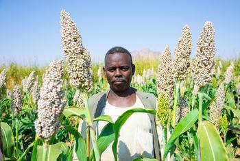 Un agriculteur de Kassala, au Soudan, dans son champ de sorgho. Plus de 90 % des pays du monde devraient connaître une baisse des rendements de leurs cultures vivrières d’ici la fin du siècle, selon les nouvelles projections de l’ONU.