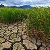 Rice paddies in South and Southeast Asia suffer the effects of climate change.