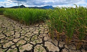 Rice paddies in South and Southeast Asia suffer the effects of climate change.