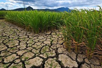 南亚和东南亚的稻田受到气候变化的影响。