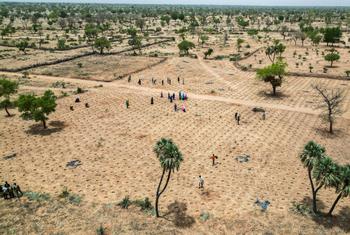 The traditional "Zaï agricole" agricultural technique being tried out in Niger's Maradi region. This form of agriculture aims to reclaim degraded land.