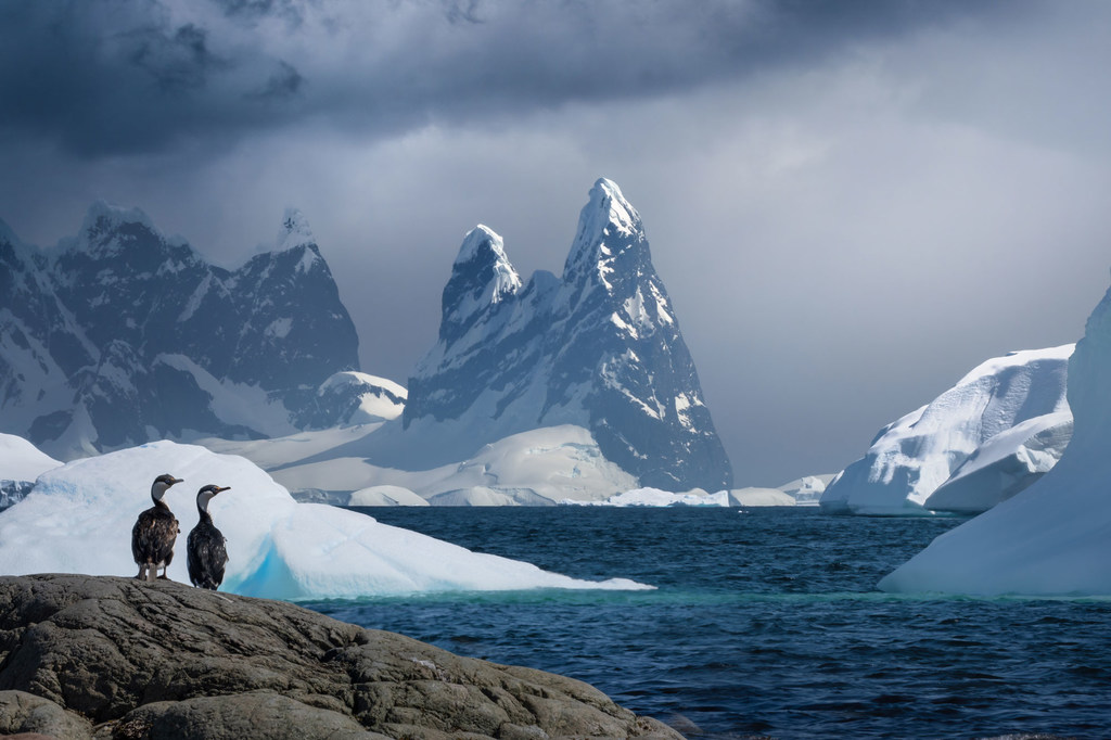 Two Antarctic cormorants stand on a rocky outcrop in the foreground, with large icebergs and snow-capped mountains in the background under a cloudy sky.