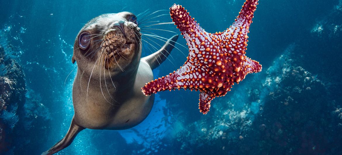 Um leão-marinho nada perto de uma estrela-do-mar na costa do México Um leão-marinho nada perto de uma estrela-do-mar na costa do México