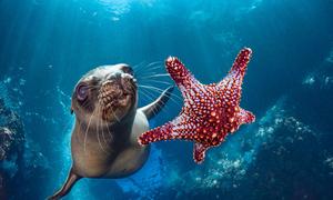 Un león marino nada junto a una estrella de mar frente a la costa de México.